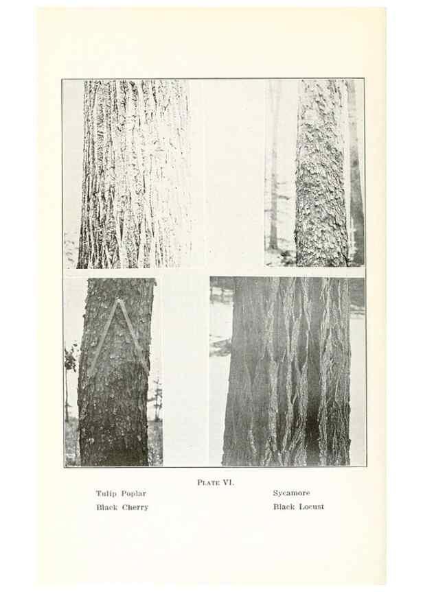 Reproducción/Reproduction 49233777002: Flora of Vermont.. Burlington, Vt.,Free Press Print. Co.,1915.. 