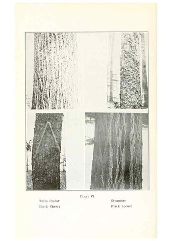 Reproducción/Reproduction 49233777002: Flora of Vermont.. Burlington, Vt.,Free Press Print. Co.,1915.. 