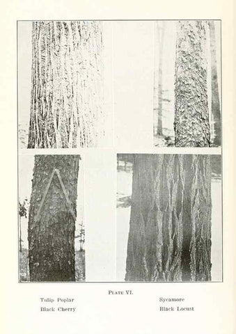 Reproducción/Reproduction 49233777002: Flora of Vermont.. Burlington, Vt.,Free Press Print. Co.,1915.. 