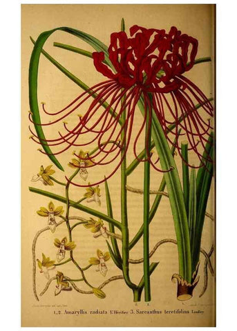 Reproducción/Reproduction 49228625081: Belgique horticole.. Liége.. 