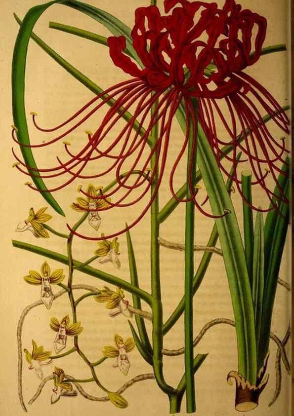 Reproducción/Reproduction 49228625081: Belgique horticole.. Liége.. 