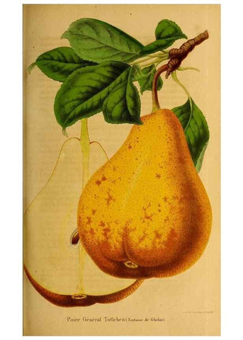 Reproducción/Reproduction 49228159583: Belgique horticole.. Liége.. 