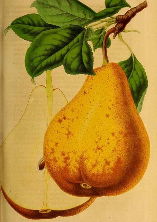 Reproducción/Reproduction 49228159583: Belgique horticole.. Liége.. 