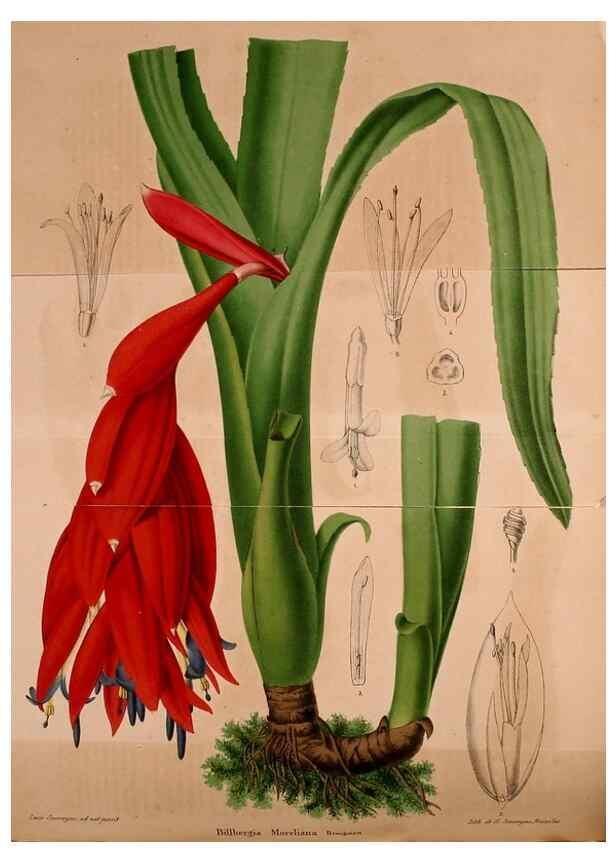 Reproducción/Reproduction 49228626011: Belgique horticole.. Liége.. 