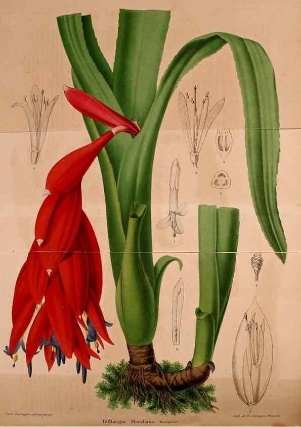 Reproducción/Reproduction 49228626011: Belgique horticole.. Liége.. 