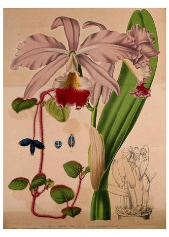 Reproducción/Reproduction 49228855307: Belgique horticole.. Liége.. 