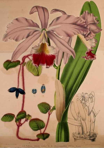 Reproducción/Reproduction 49228855307: Belgique horticole.. Liége.. 