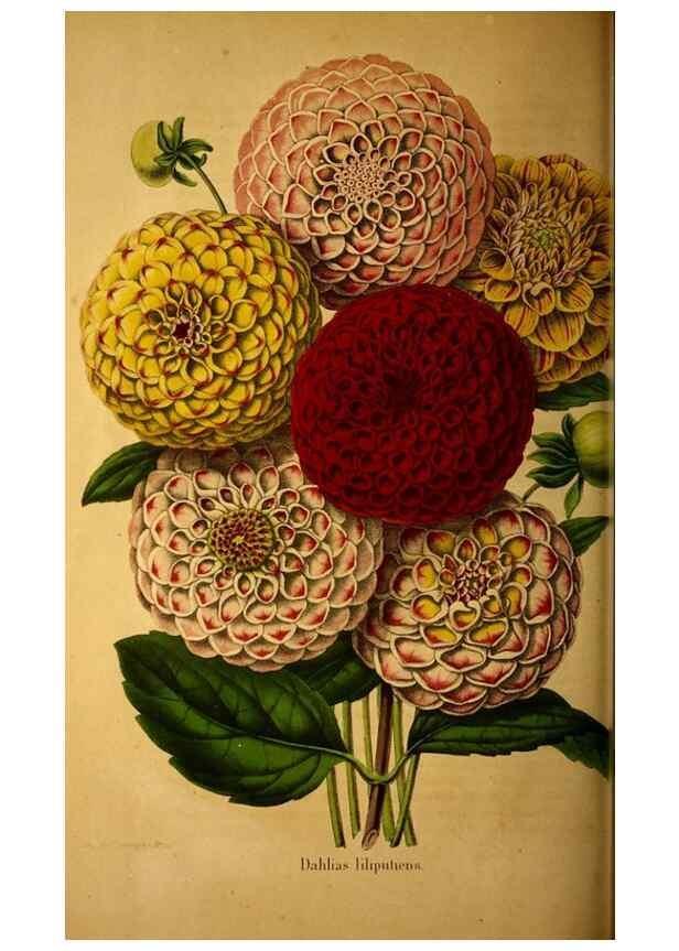 Reproducción/Reproduction 49228855697: Belgique horticole.. Liége.. 