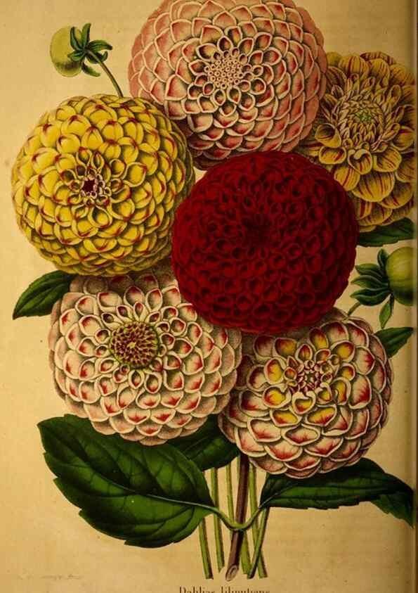 Reproducción/Reproduction 49228855697: Belgique horticole.. Liége.. 