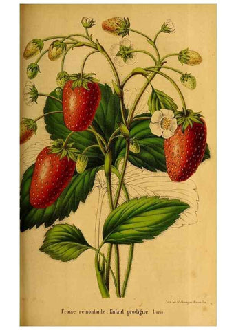 Reproducción/Reproduction 49228856057: Belgique horticole.. Liége.. 