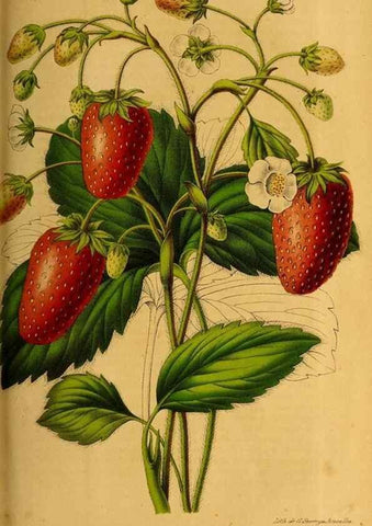 Reproducción/Reproduction 49228856057: Belgique horticole.. Liége.. 