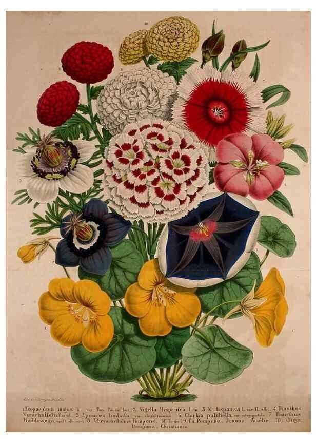 Reproducción/Reproduction 49228161843: Belgique horticole.. Liége.. 