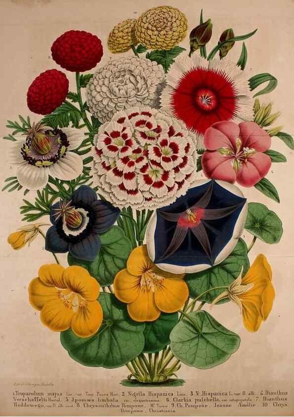 Reproducción/Reproduction 49228161843: Belgique horticole.. Liége.. 