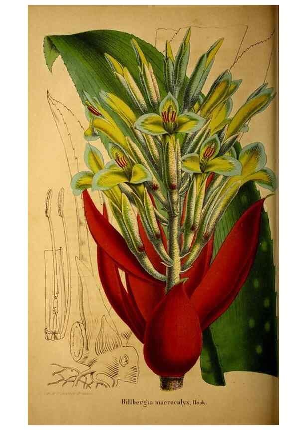 Reproducción/Reproduction 49228856822: Belgique horticole.. Liége.. 