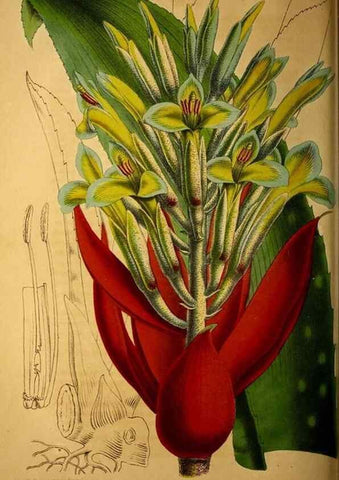 Reproducción/Reproduction 49228856822: Belgique horticole.. Liége.. 