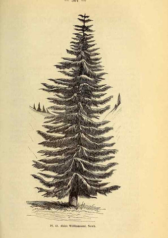 Reproducción/Reproduction 49228857257: Belgique horticole.. Liége.. 