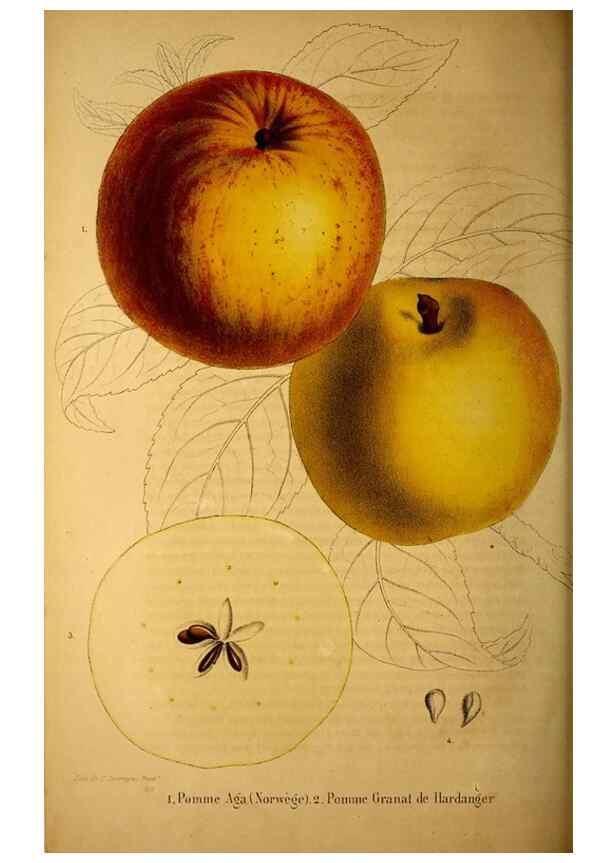 Reproducción/Reproduction 49228163198: Belgique horticole.. Liége.. 