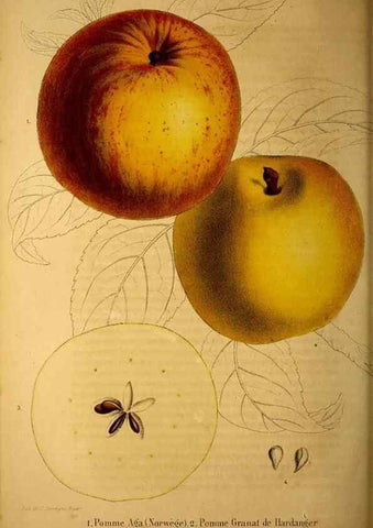 Reproducción/Reproduction 49228163198: Belgique horticole.. Liége.. 