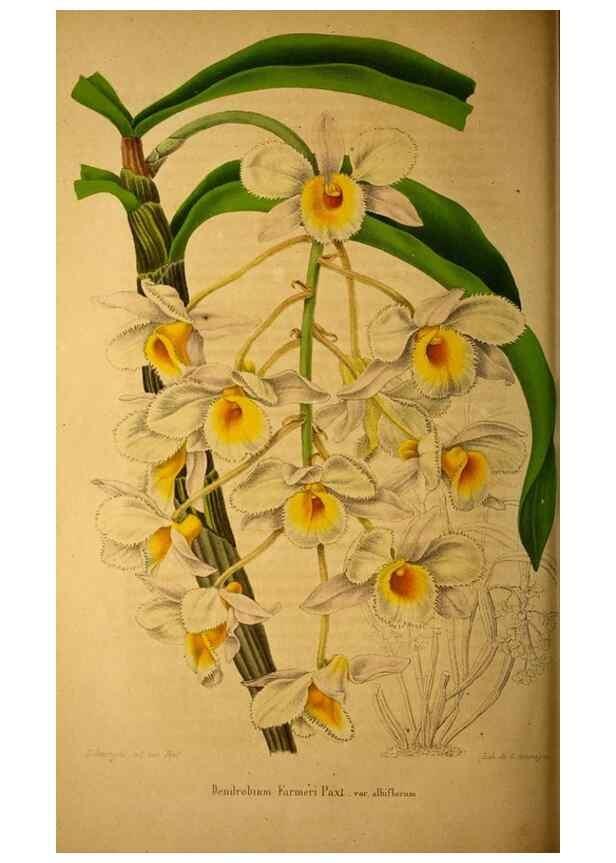 Reproducción/Reproduction 49228163708: Belgique horticole.. Liége.. 