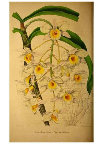 Reproducción/Reproduction 49228163708: Belgique horticole.. Liége.. 