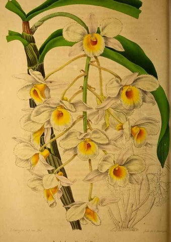 Reproducción/Reproduction 49228163708: Belgique horticole.. Liége.. 