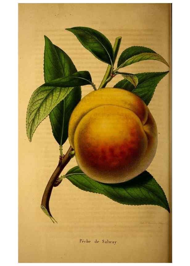 Reproducción/Reproduction 49228164278: Belgique horticole.. Liége.. 