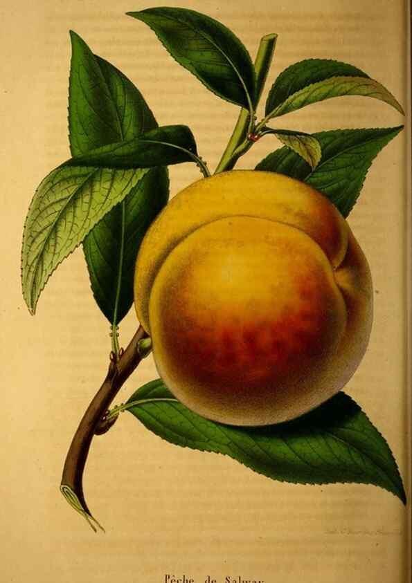 Reproducción/Reproduction 49228164278: Belgique horticole.. Liége.. 