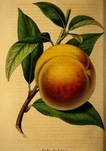 Reproducción/Reproduction 49228164278: Belgique horticole.. Liége.. 