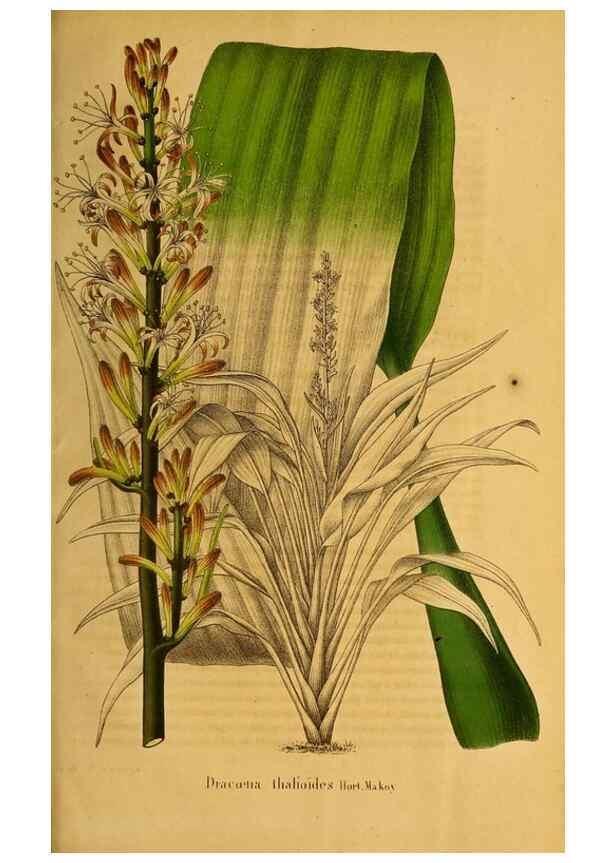 Reproducción/Reproduction 49228630801: Belgique horticole.. Liége.. 