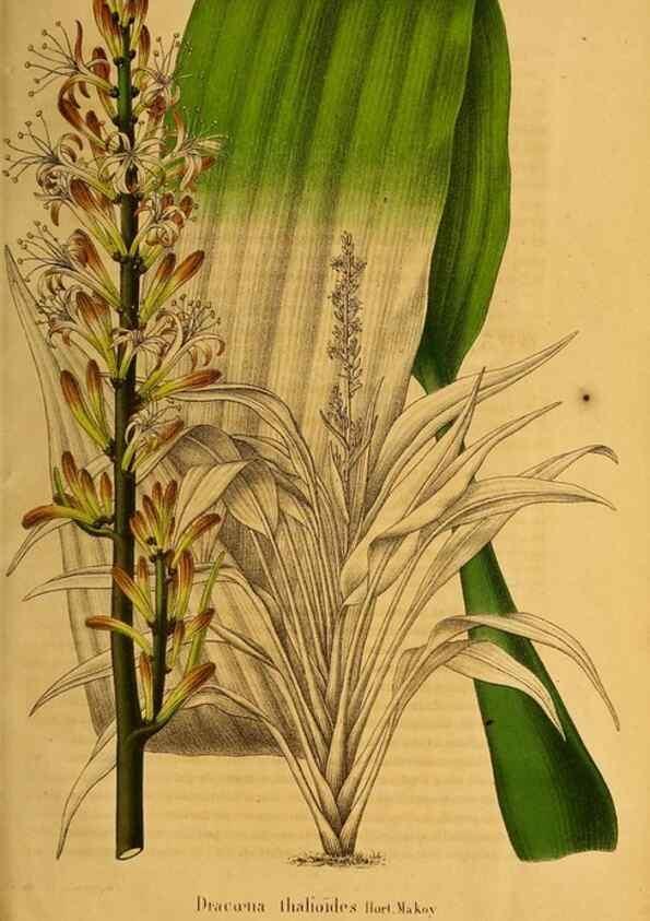 Reproducción/Reproduction 49228630801: Belgique horticole.. Liége.. 