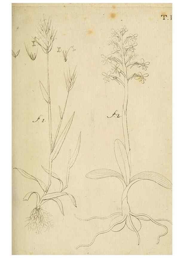 Reproducción/Reproduction 49233090166: Stirpium rariorum minusque cognitarum in Sicilia sponte provenientium descriptiones nonnullis iconibus auctae /. Panormi :Typis Regiis,1813-1816.. 