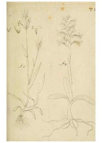 Reproducción/Reproduction 49233090166: Stirpium rariorum minusque cognitarum in Sicilia sponte provenientium descriptiones nonnullis iconibus auctae /. Panormi :Typis Regiis,1813-1816.. 