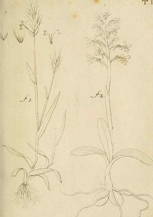 Reproducción/Reproduction 49233090166: Stirpium rariorum minusque cognitarum in Sicilia sponte provenientium descriptiones nonnullis iconibus auctae /. Panormi :Typis Regiis,1813-1816.. 
