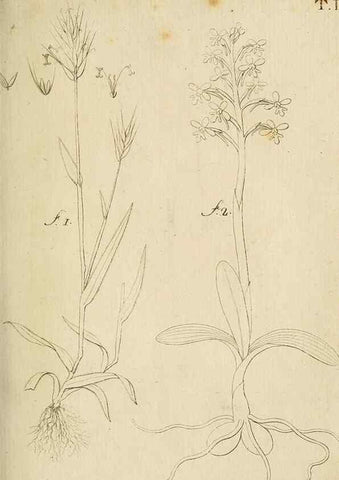 Reproducción/Reproduction 49233090166: Stirpium rariorum minusque cognitarum in Sicilia sponte provenientium descriptiones nonnullis iconibus auctae /. Panormi :Typis Regiis,1813-1816.. 