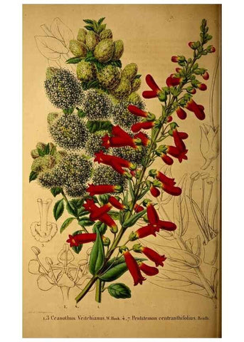 Reproducción/Reproduction 49228853372: Belgique horticole.. Liége.. 