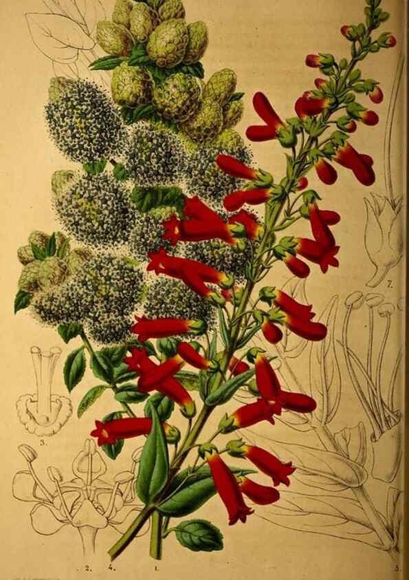 Reproducción/Reproduction 49228853372: Belgique horticole.. Liége.. 