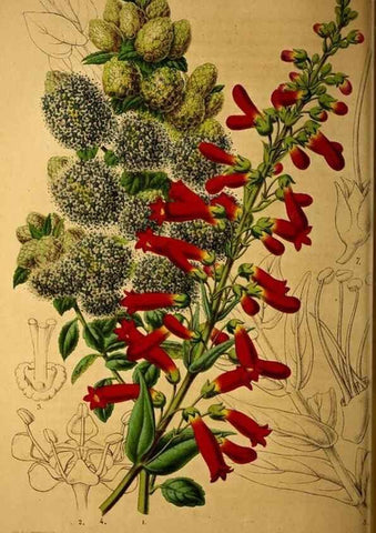 Reproducción/Reproduction 49228853372: Belgique horticole.. Liége.. 