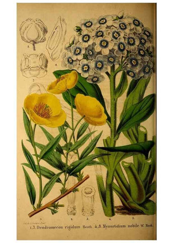 Reproducción/Reproduction 49228852907: Belgique horticole.. Liége.. 