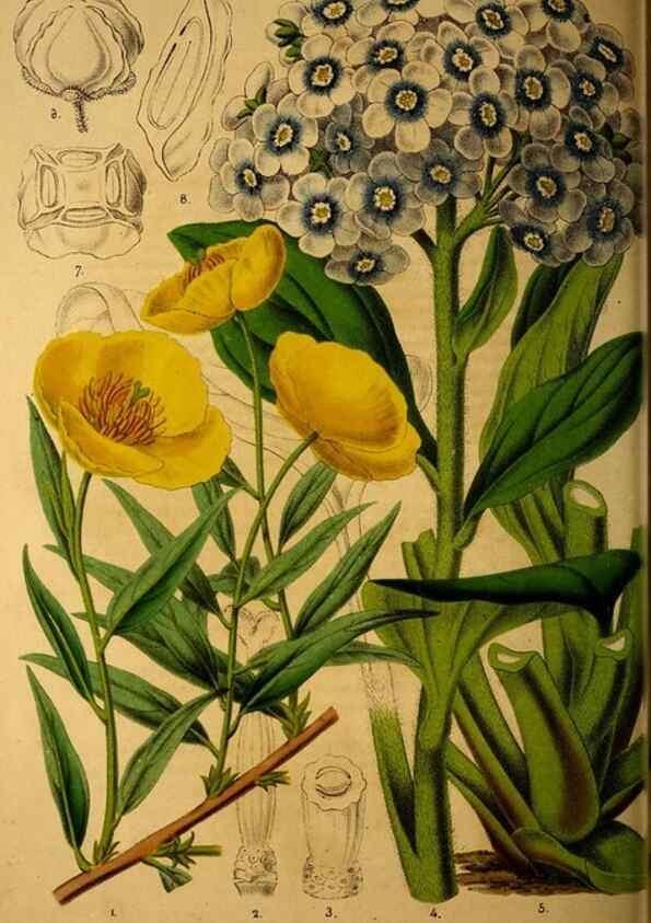 Reproducción/Reproduction 49228852907: Belgique horticole.. Liége.. 
