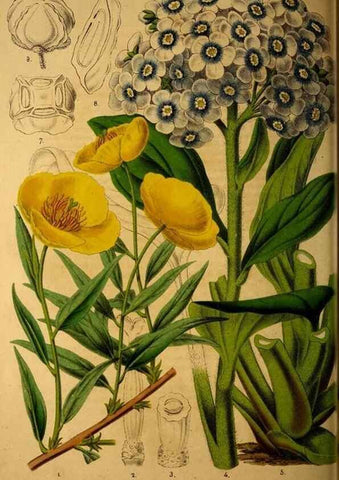 Reproducción/Reproduction 49228852907: Belgique horticole.. Liége.. 
