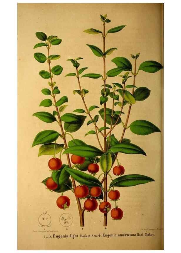 Reproducción/Reproduction 49228623951: Belgique horticole.. Liége.. 
