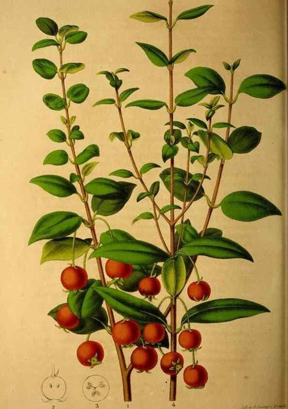 Reproducción/Reproduction 49228623951: Belgique horticole.. Liége.. 