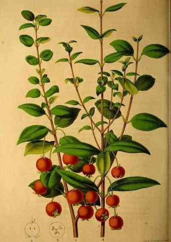 Reproducción/Reproduction 49228623951: Belgique horticole.. Liége.. 