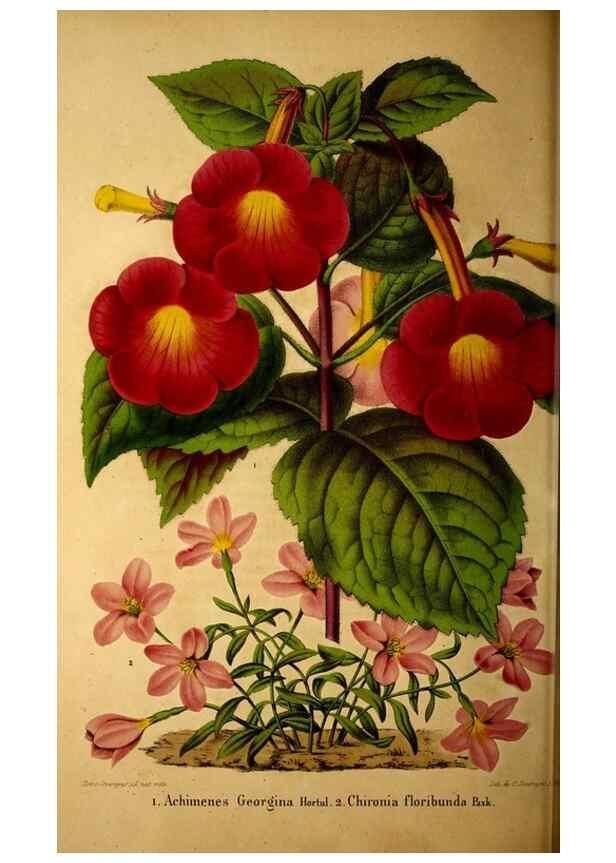 Reproducción/Reproduction 49228852297: Belgique horticole.. Liége.. 
