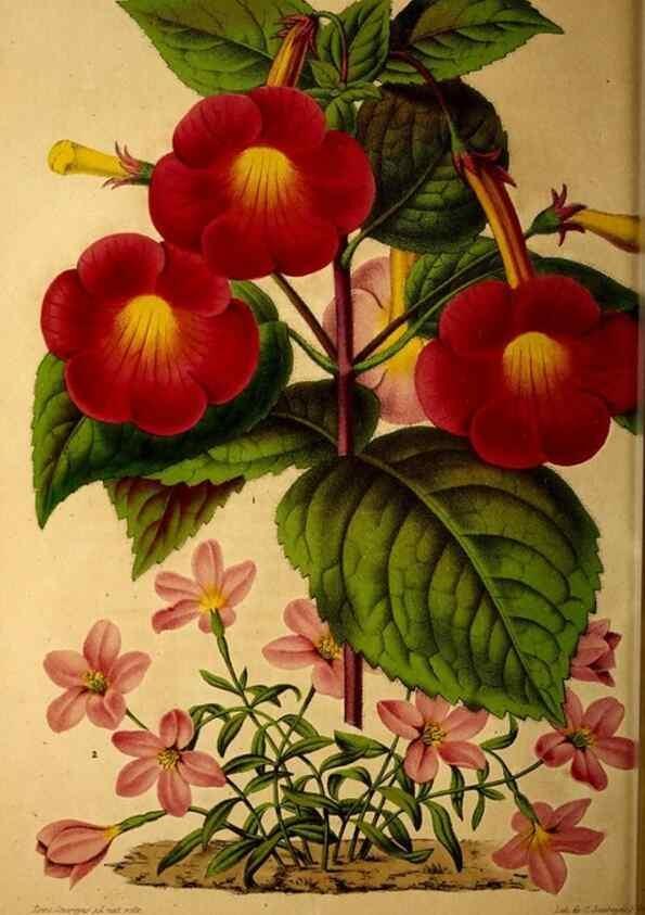Reproducción/Reproduction 49228852297: Belgique horticole.. Liége.. 