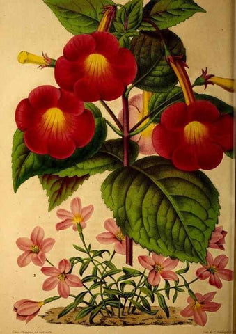Reproducción/Reproduction 49228852297: Belgique horticole.. Liége.. 