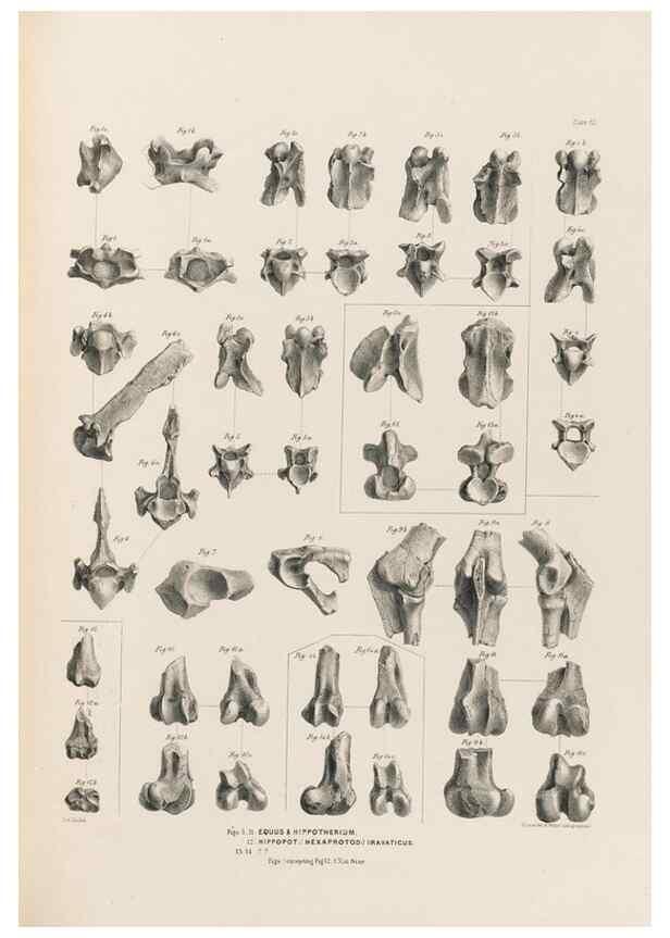 Reproducción/Reproduction 49228013317: Fauna antiqua sivalensis, being the fossil zoology of the Sewalik Hills, in the north of India. London :Smith, Elder and Co.,1846.. 
