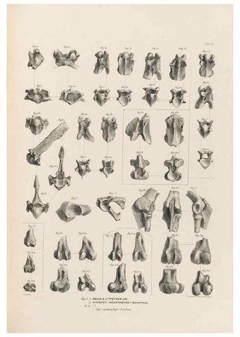 Reproducción/Reproduction 49228013317: Fauna antiqua sivalensis, being the fossil zoology of the Sewalik Hills, in the north of India. London :Smith, Elder and Co.,1846.. 