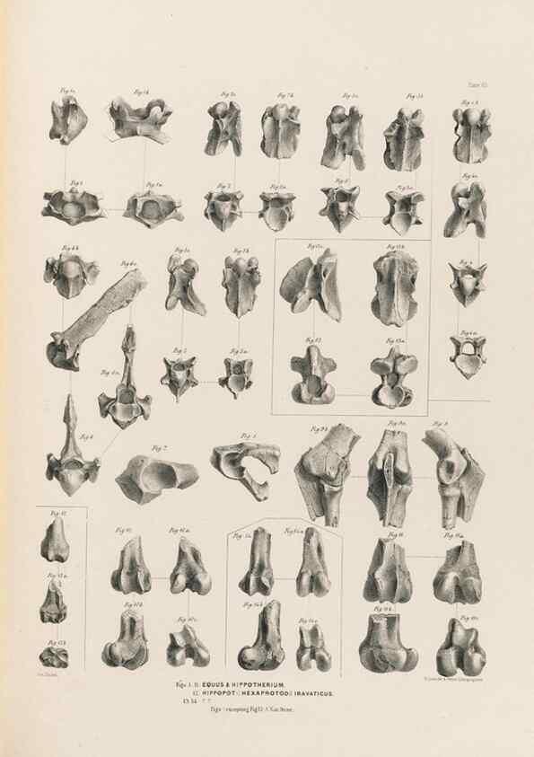 Reproducción/Reproduction 49228013317: Fauna antiqua sivalensis, being the fossil zoology of the Sewalik Hills, in the north of India. London :Smith, Elder and Co.,1846.. 