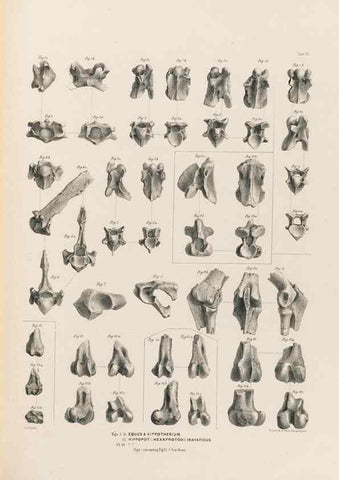 Reproducción/Reproduction 49228013317: Fauna antiqua sivalensis, being the fossil zoology of the Sewalik Hills, in the north of India. London :Smith, Elder and Co.,1846.. 